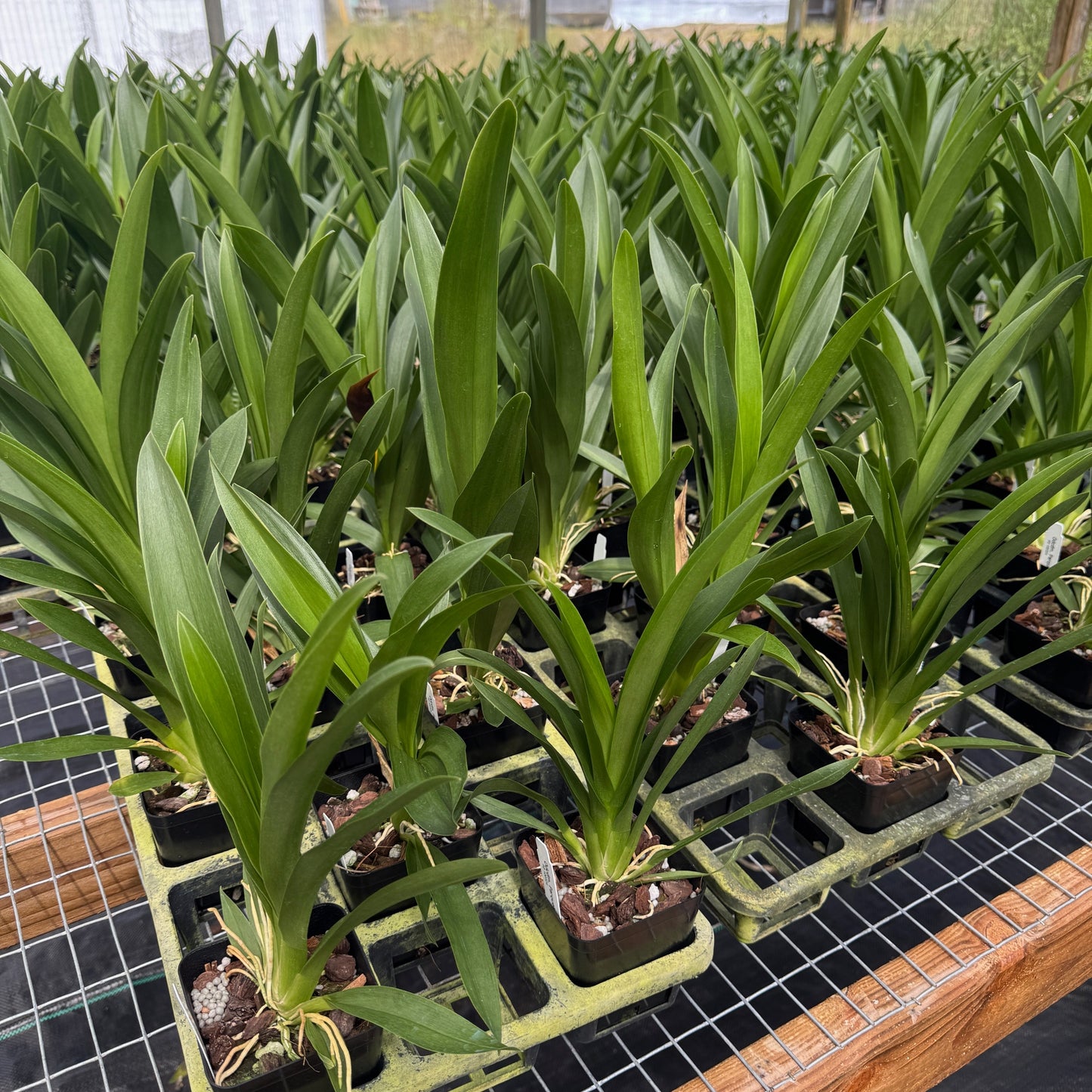 Odontocidium Parquet 'Uptown Girl' (4" Pot) - Not Blooming