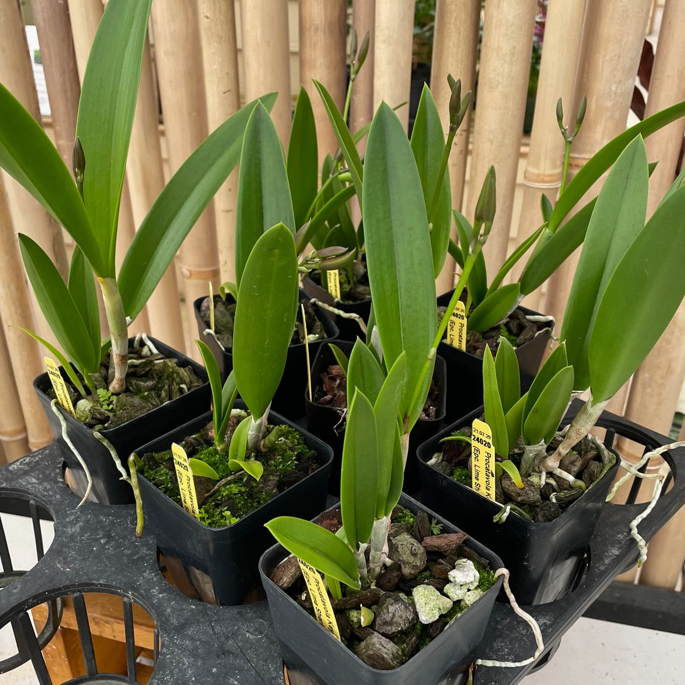 Procatavola Key Lime Stars (4" Pot) - Buds