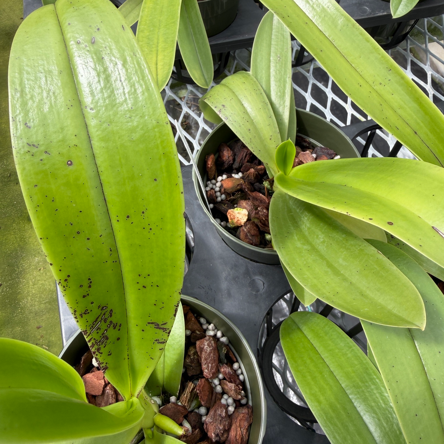 Phal. cornu-cervi 'Red' x sib (4" pot) - Bud/Blooms