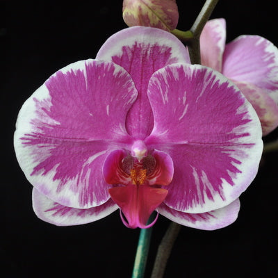 Dtps. Yu-Pin Sweety (Double Spike)