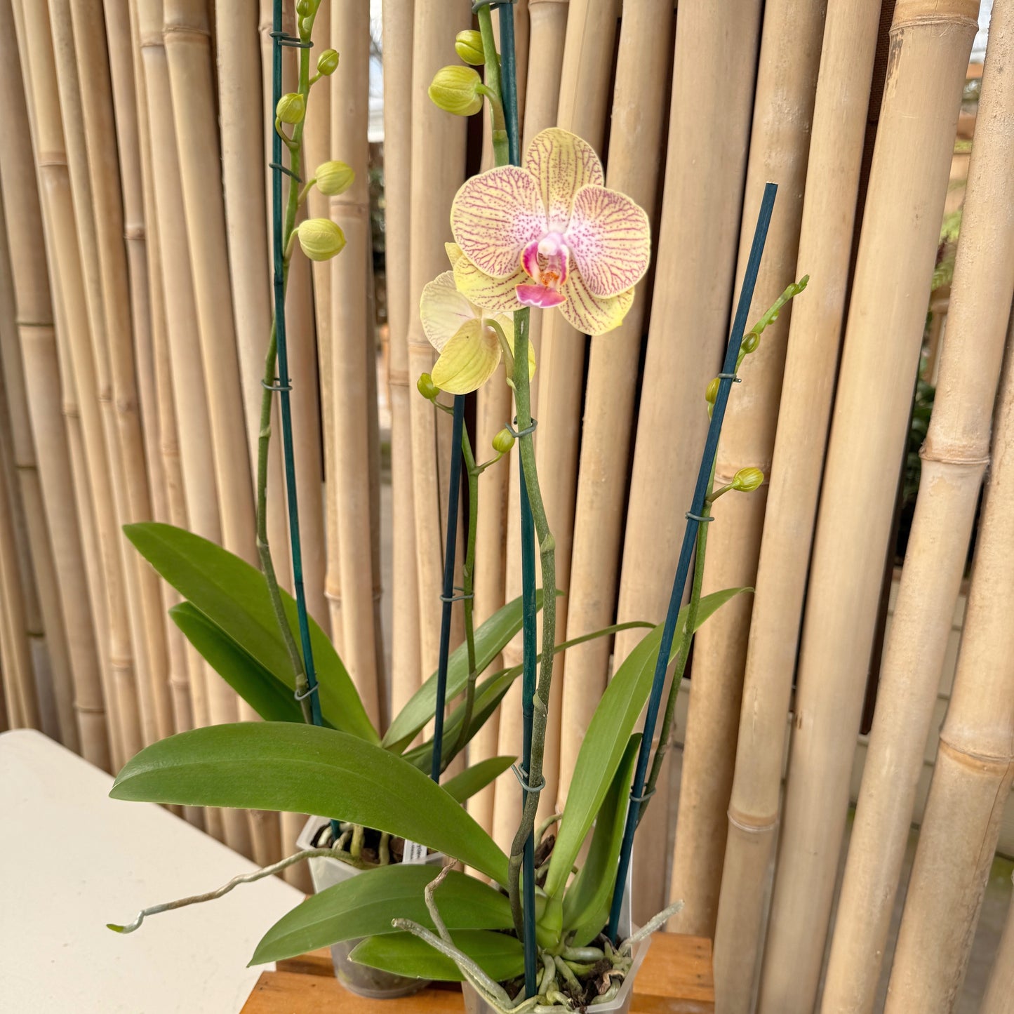 Phal. Honeydew