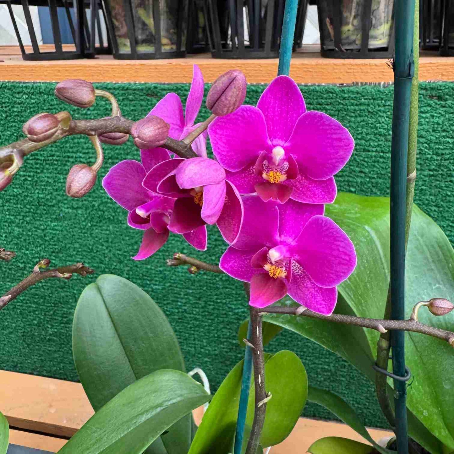 Phal. Kissy Lips (Miniature - Double Spike)