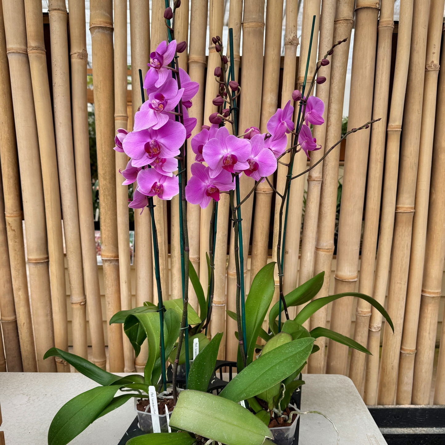 Phal. Lavendar-Pink (Single Spike)