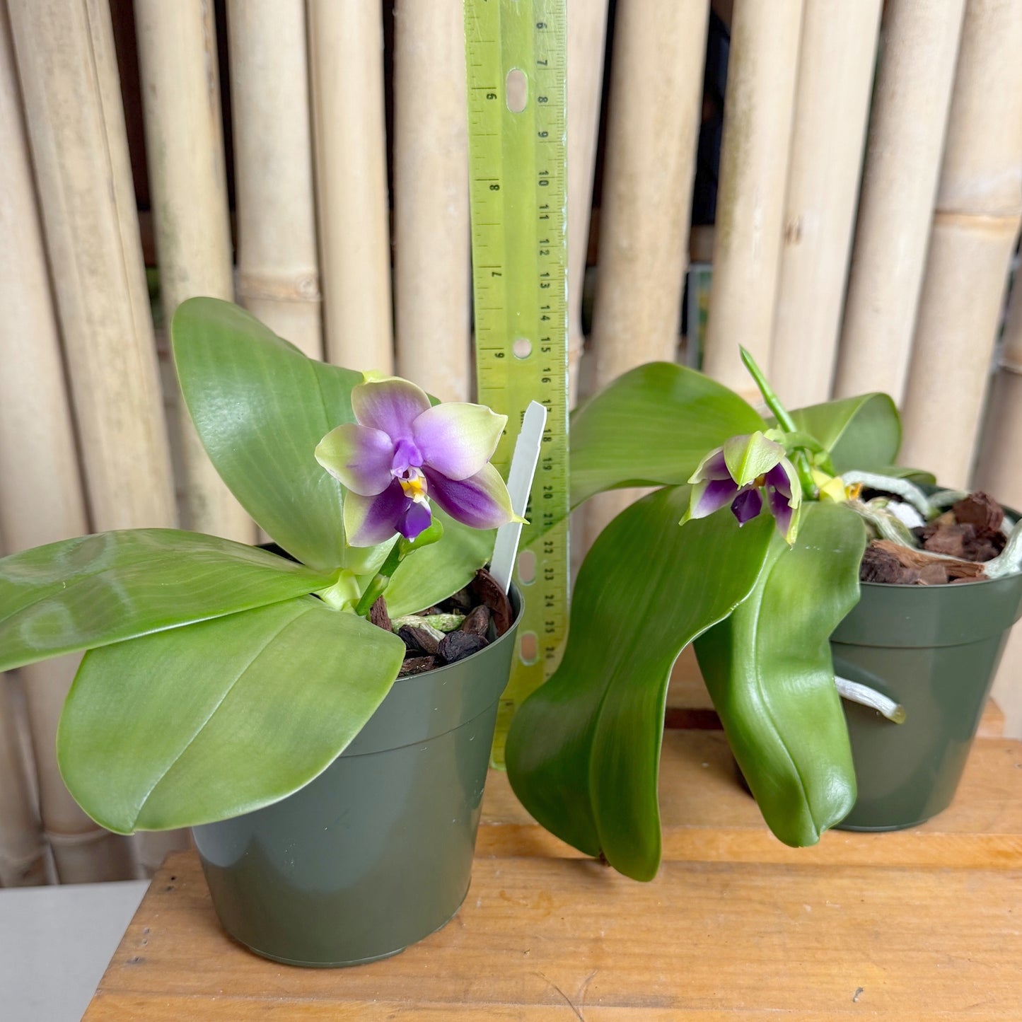 Phal. Samera (4" pot) - First Bloom
