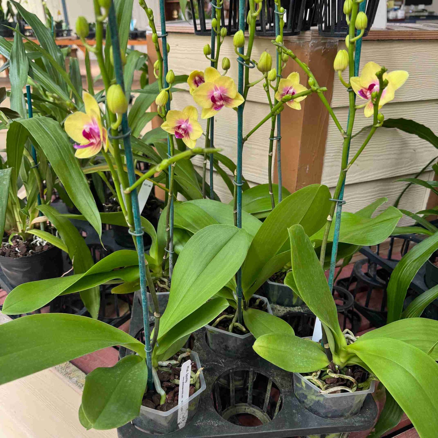 Phal. Spunky (Miniature) - Double Spikes