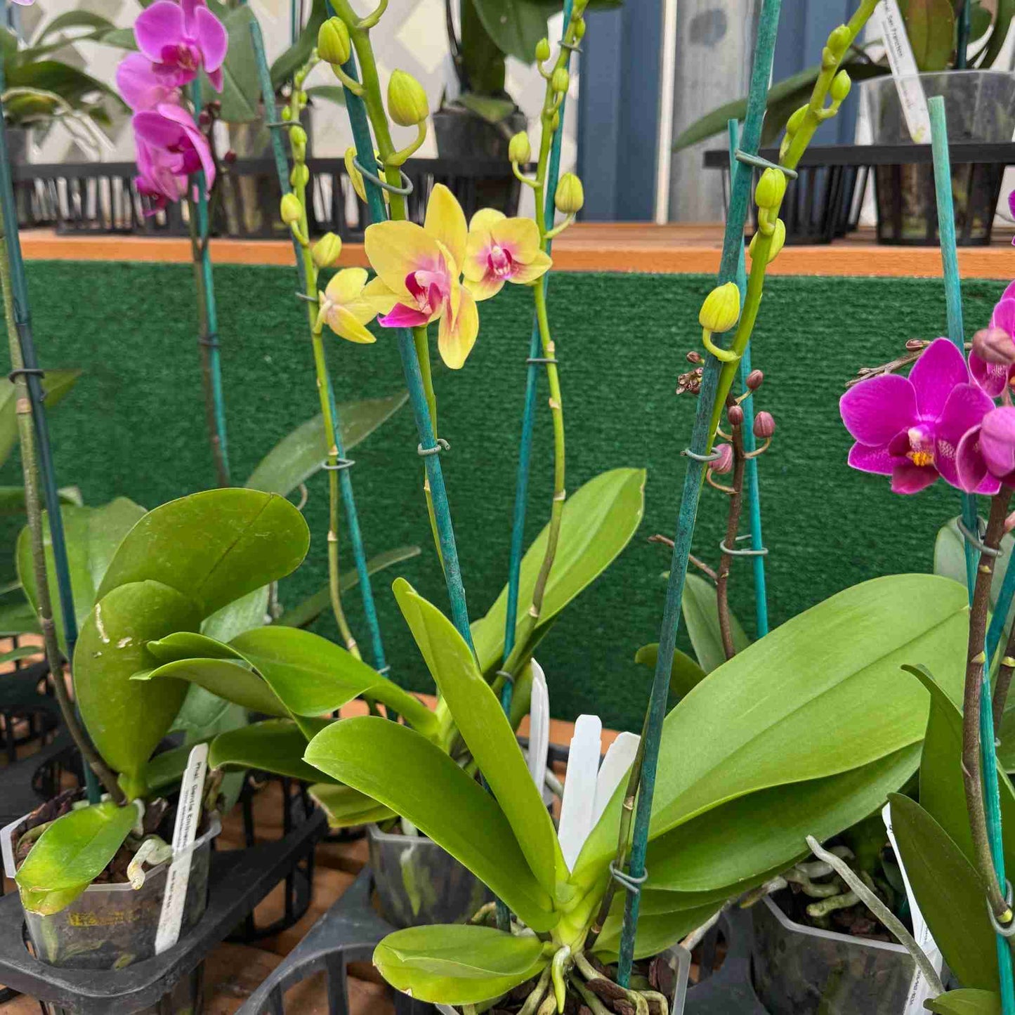 Phal. Spunky (Miniature) - Single Spike