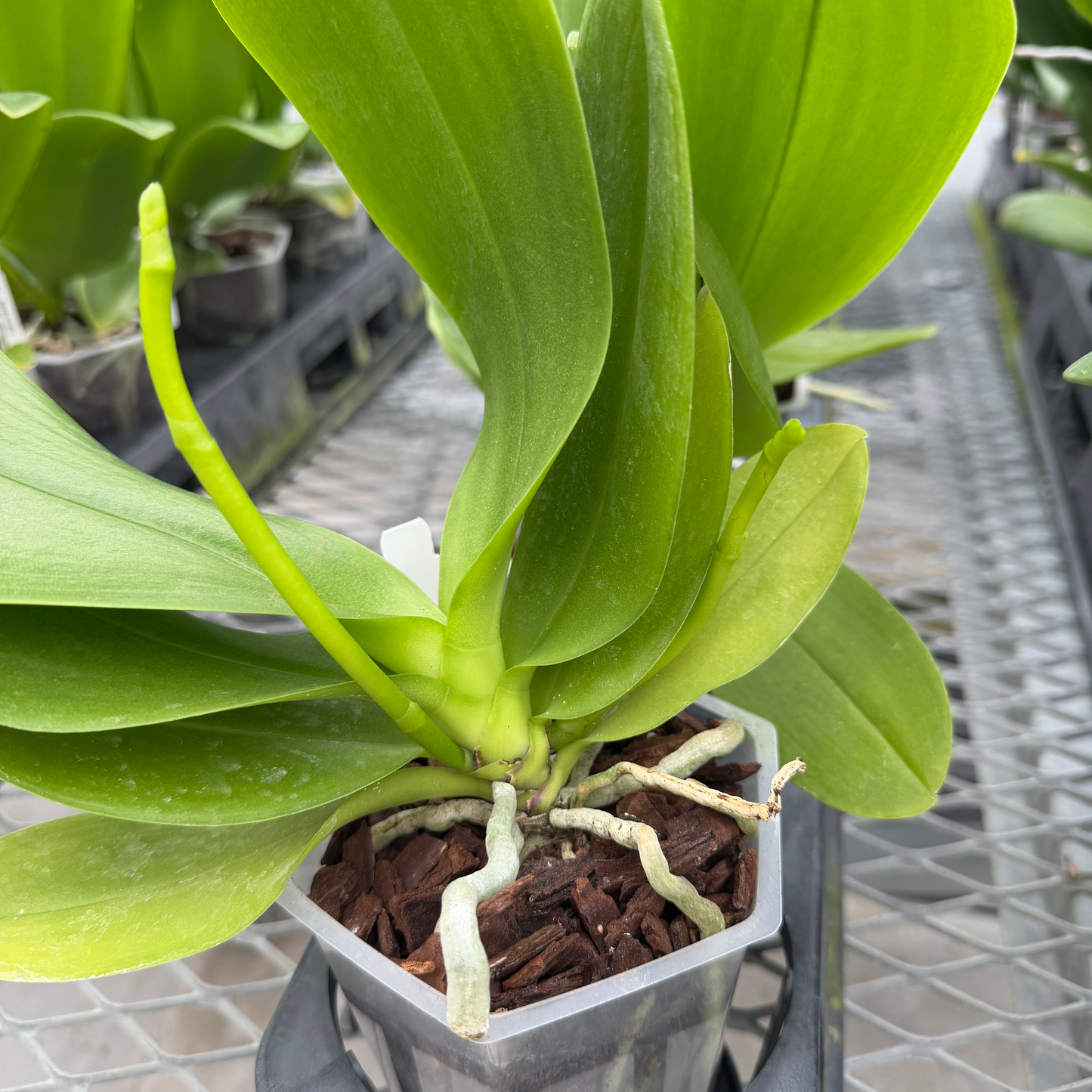 Phal. Spunky (Low Spike) - Miniature