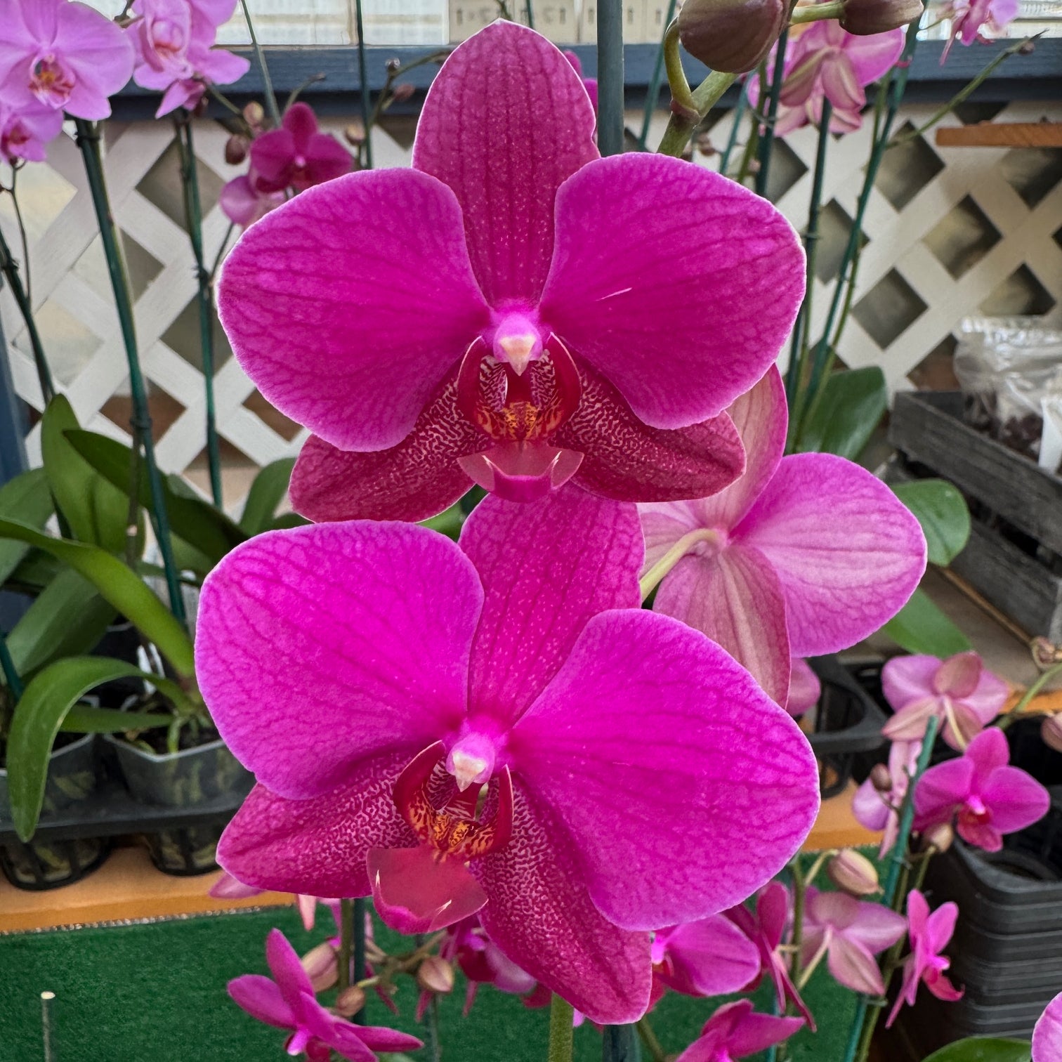 Phal. Vivaldi – Akatsuka Orchid Gardens