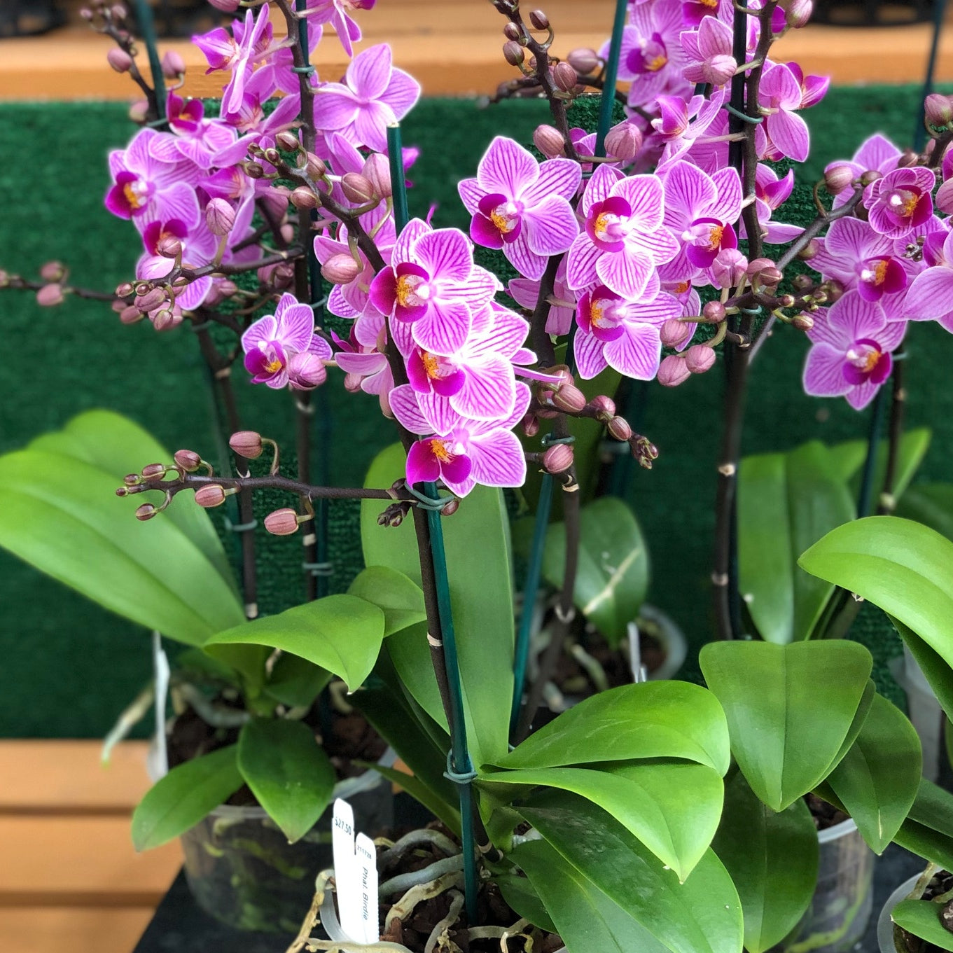 Phal. Birdie (Miniature)