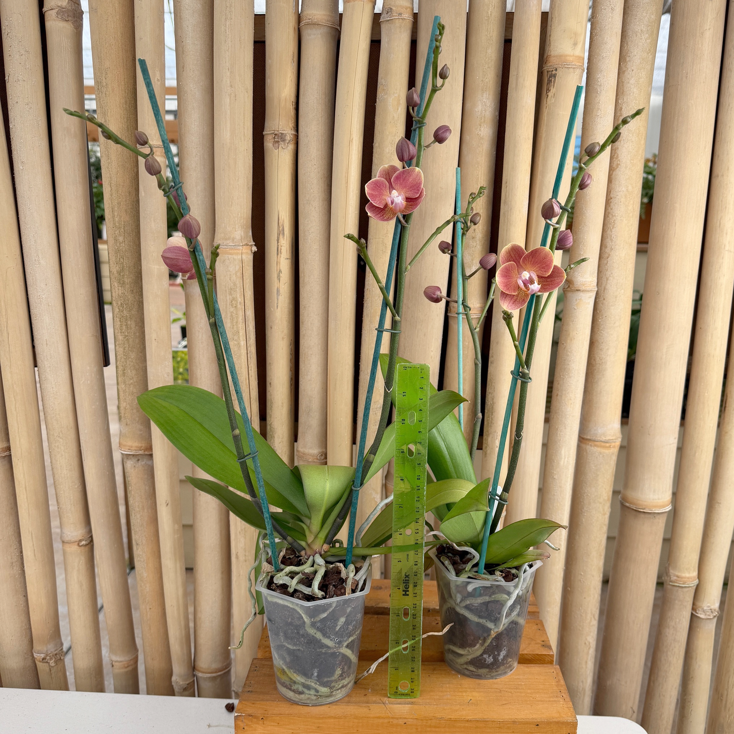 Phal. Dame Etna (4" Pot) - Miniature