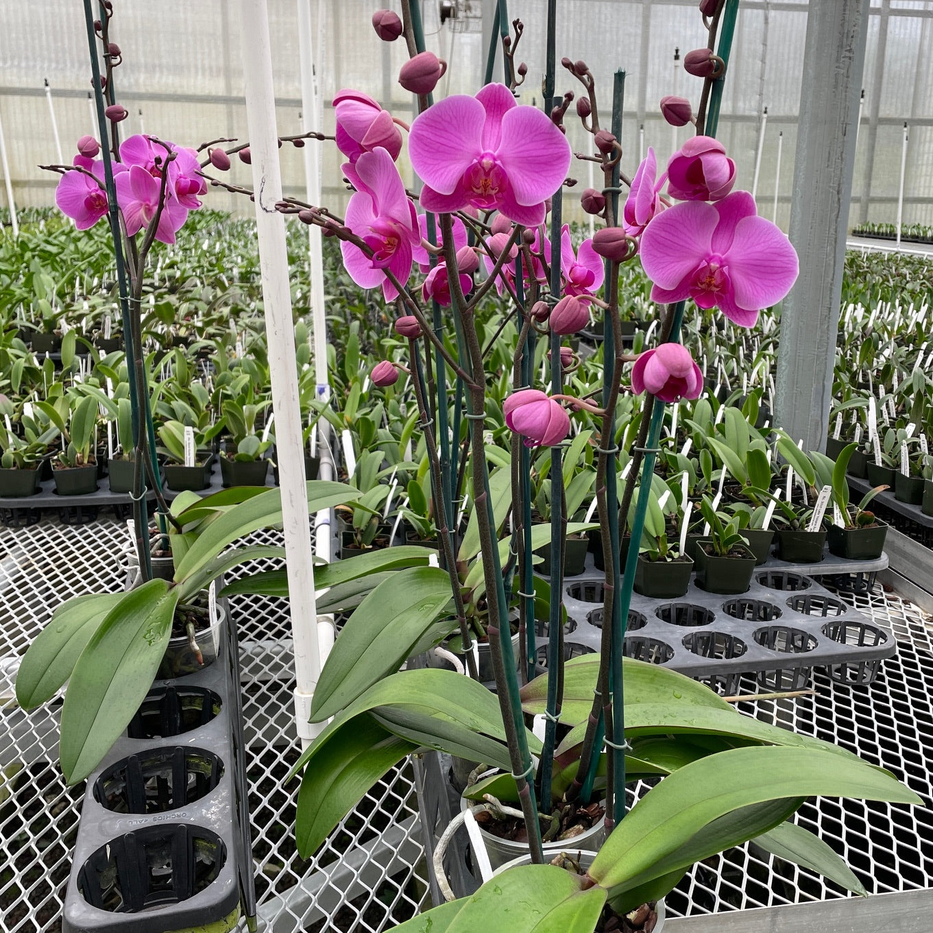 Phal.  Daybreak (Double Spike)