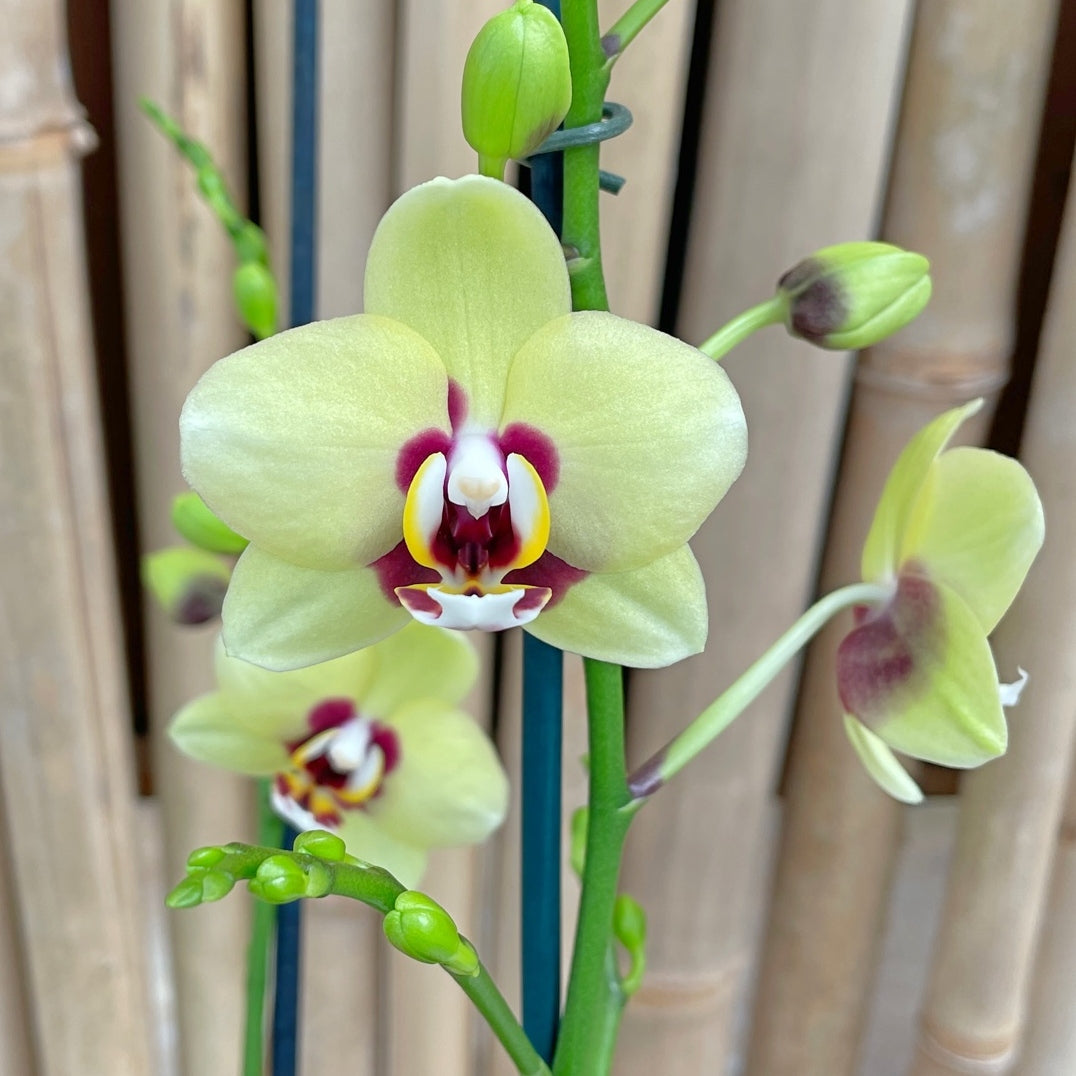 Phal. Deep Secret (Miniature Phal)