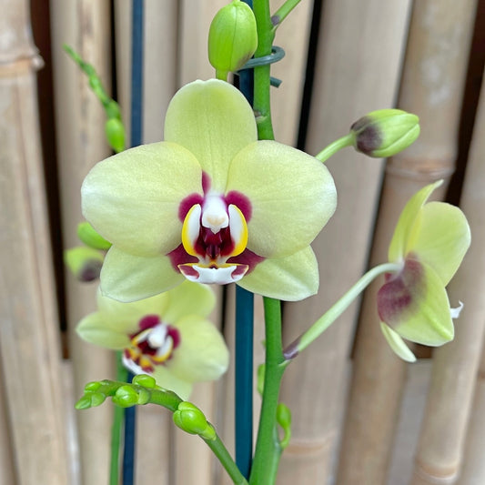 Phal. Deep Secret (Miniature Phal)