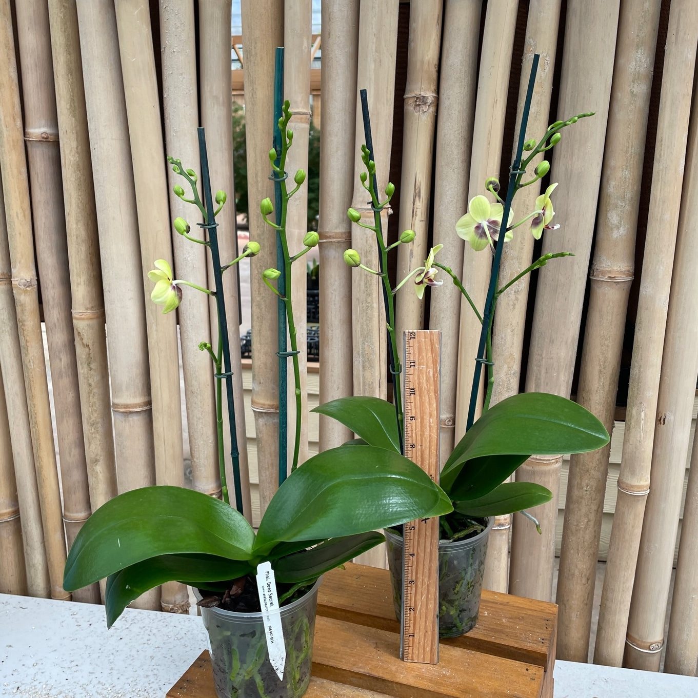 Phal. Deep Secret (Miniature Phal)