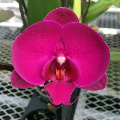 Phal. Freeride (Single Spike)