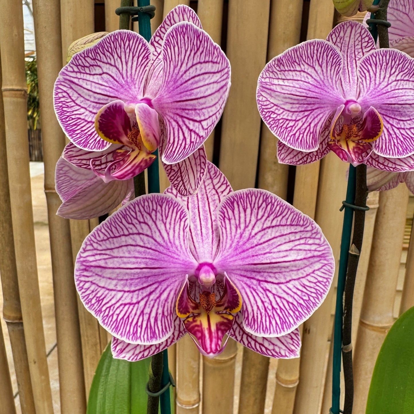 Phal. Good Reason