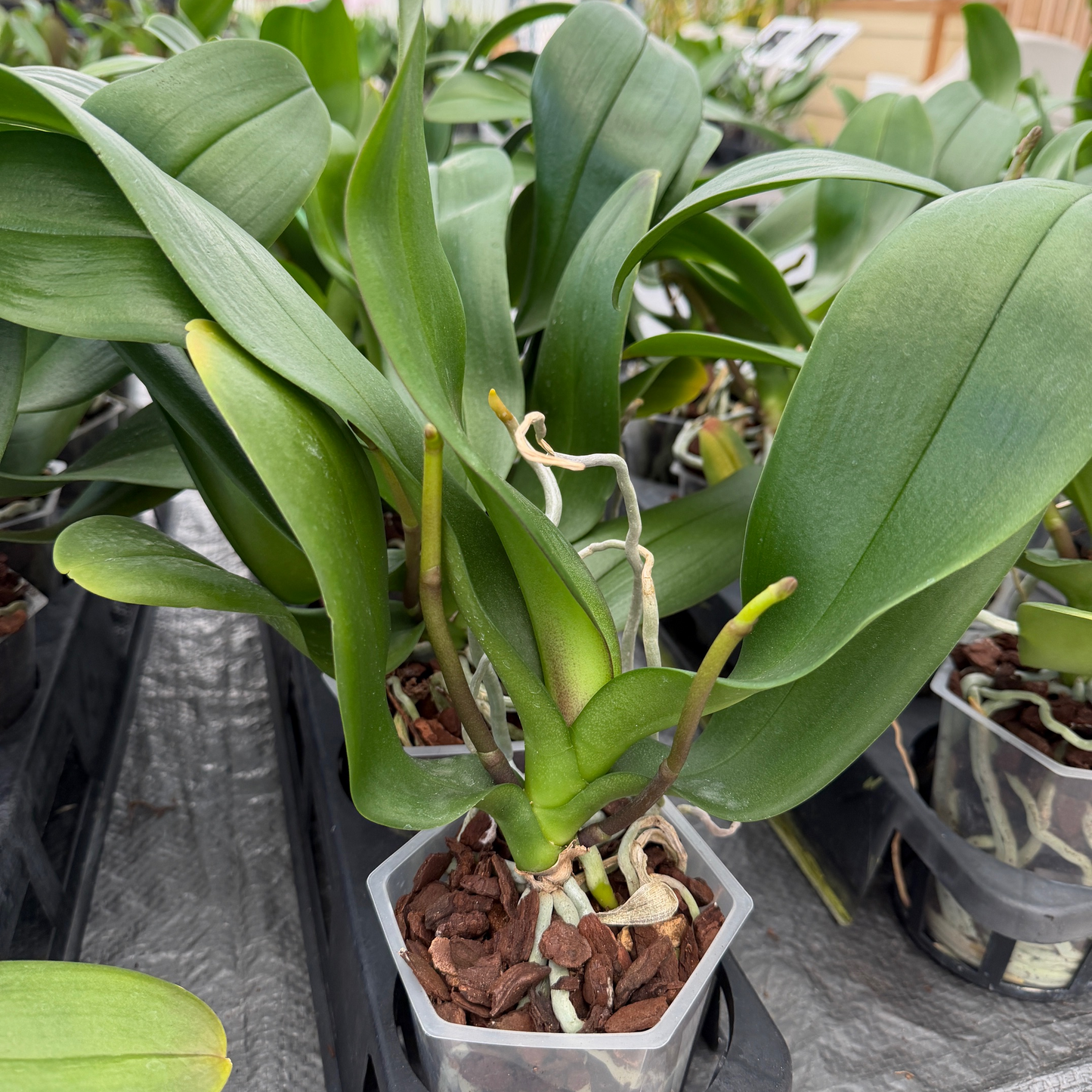 Phal. Happy Hour (Low Spike) - miniature