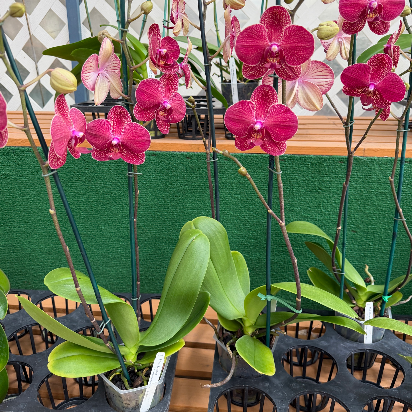 Phal. Kimono