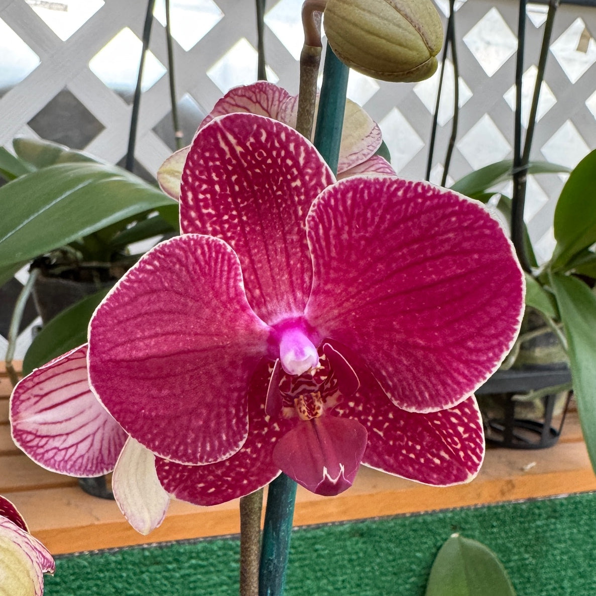 Phal. Kimono