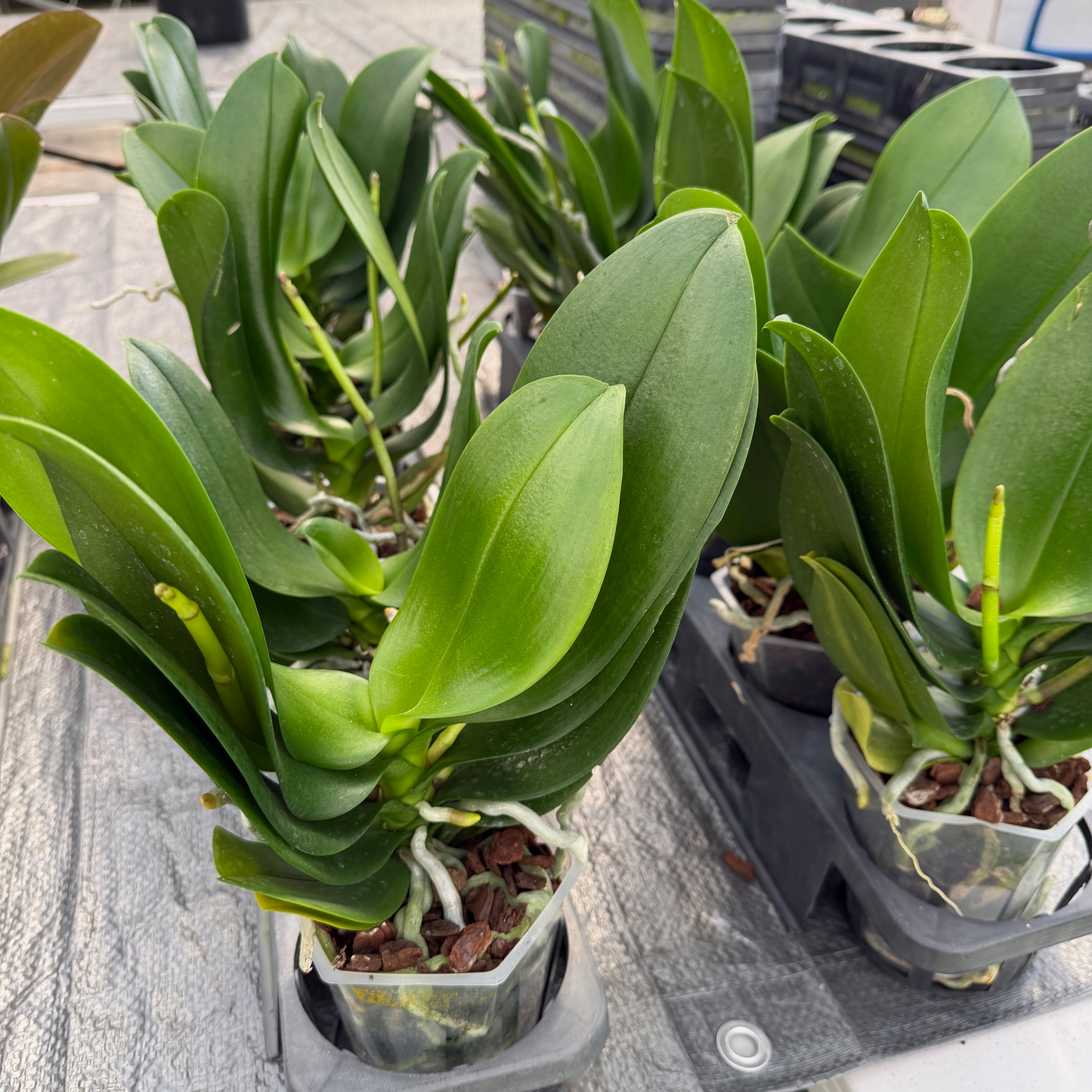 Phal. Kissy Lips (Low Spike) - miniature