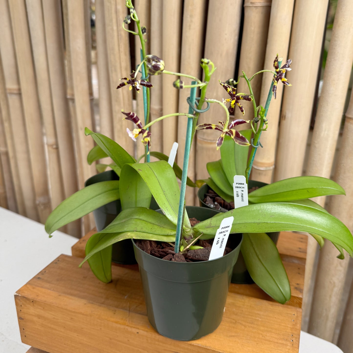 Phalaenopsis mannii x sib (species) - Blooming