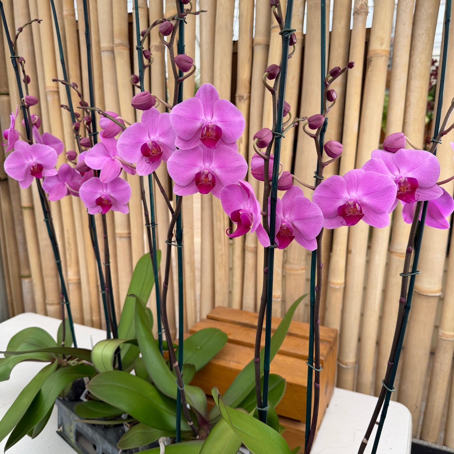 Phal. Minneapolis