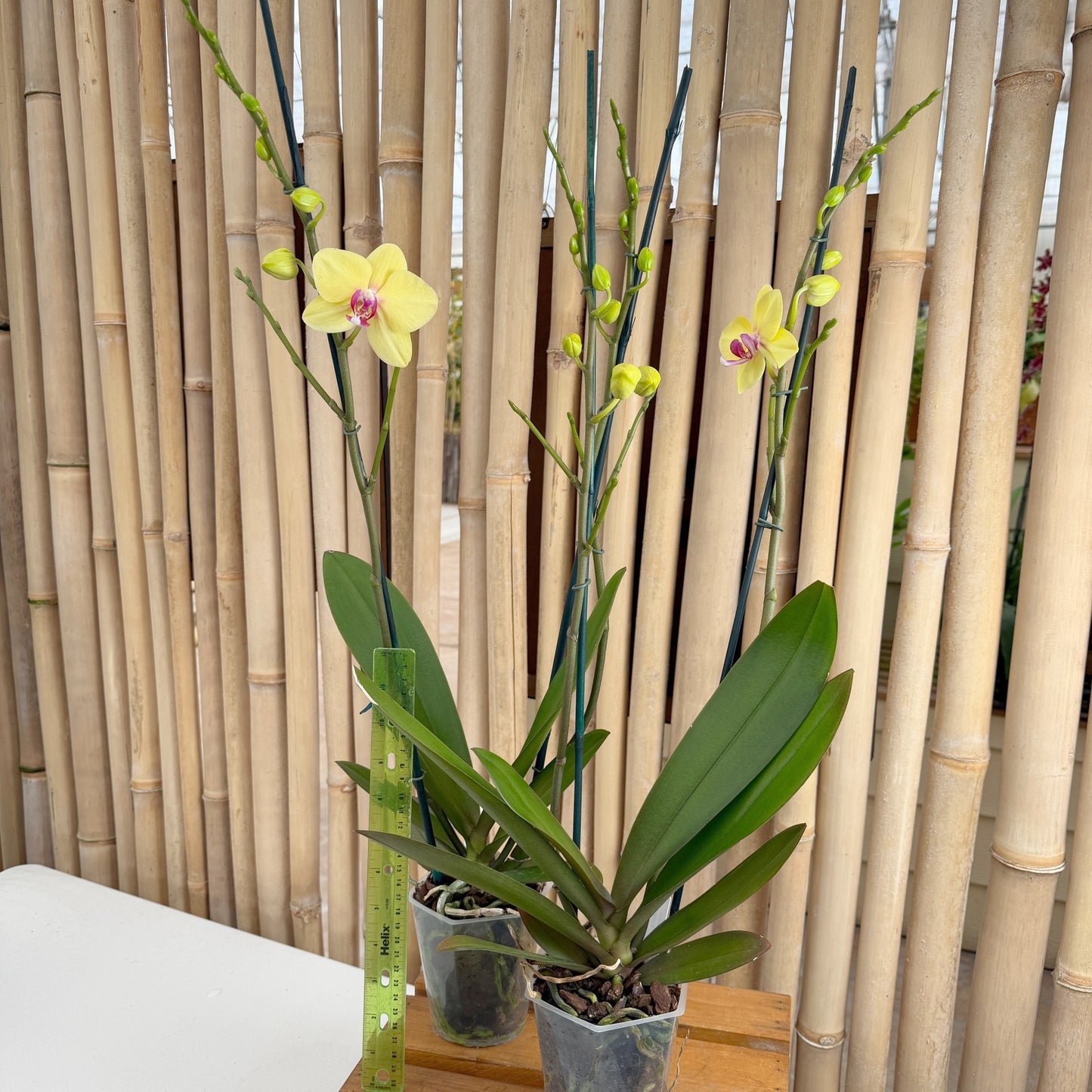 Phal. Modena