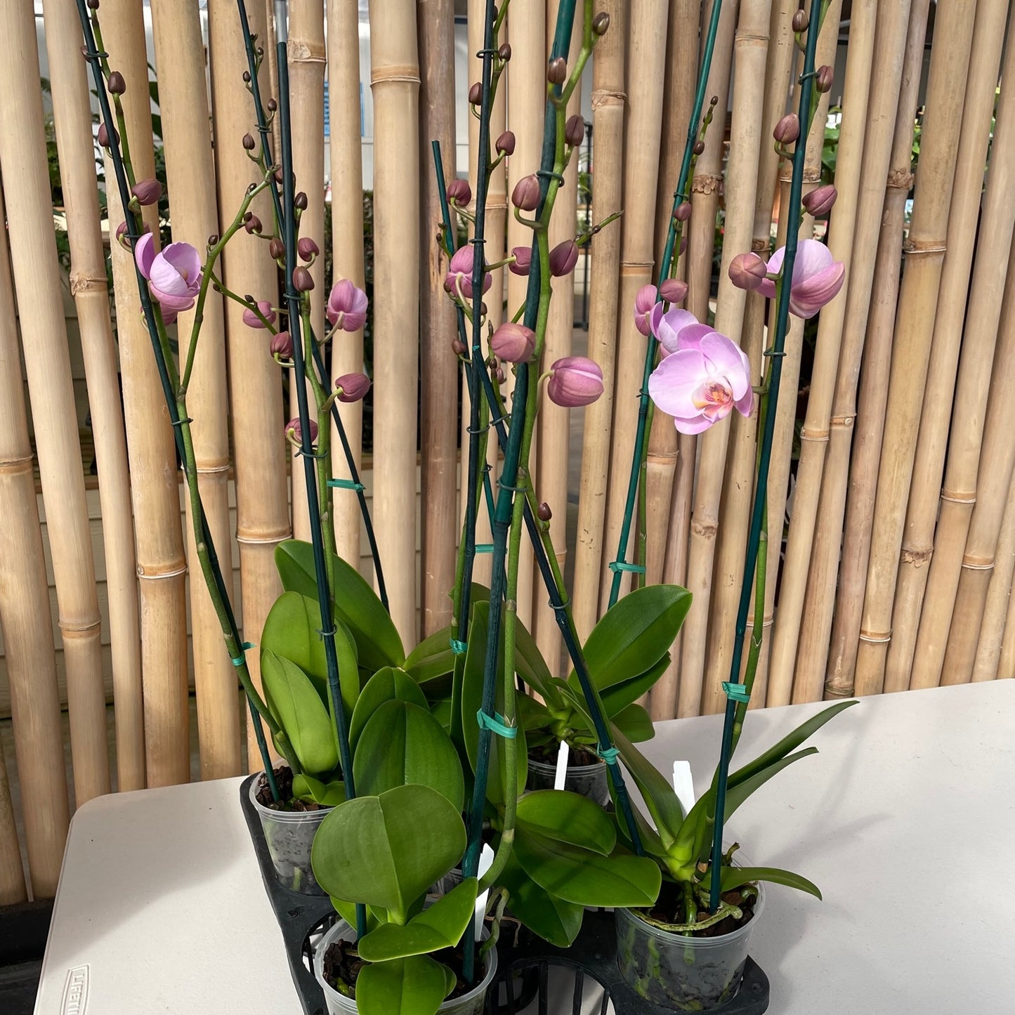 Phal. Nostalgic Moods