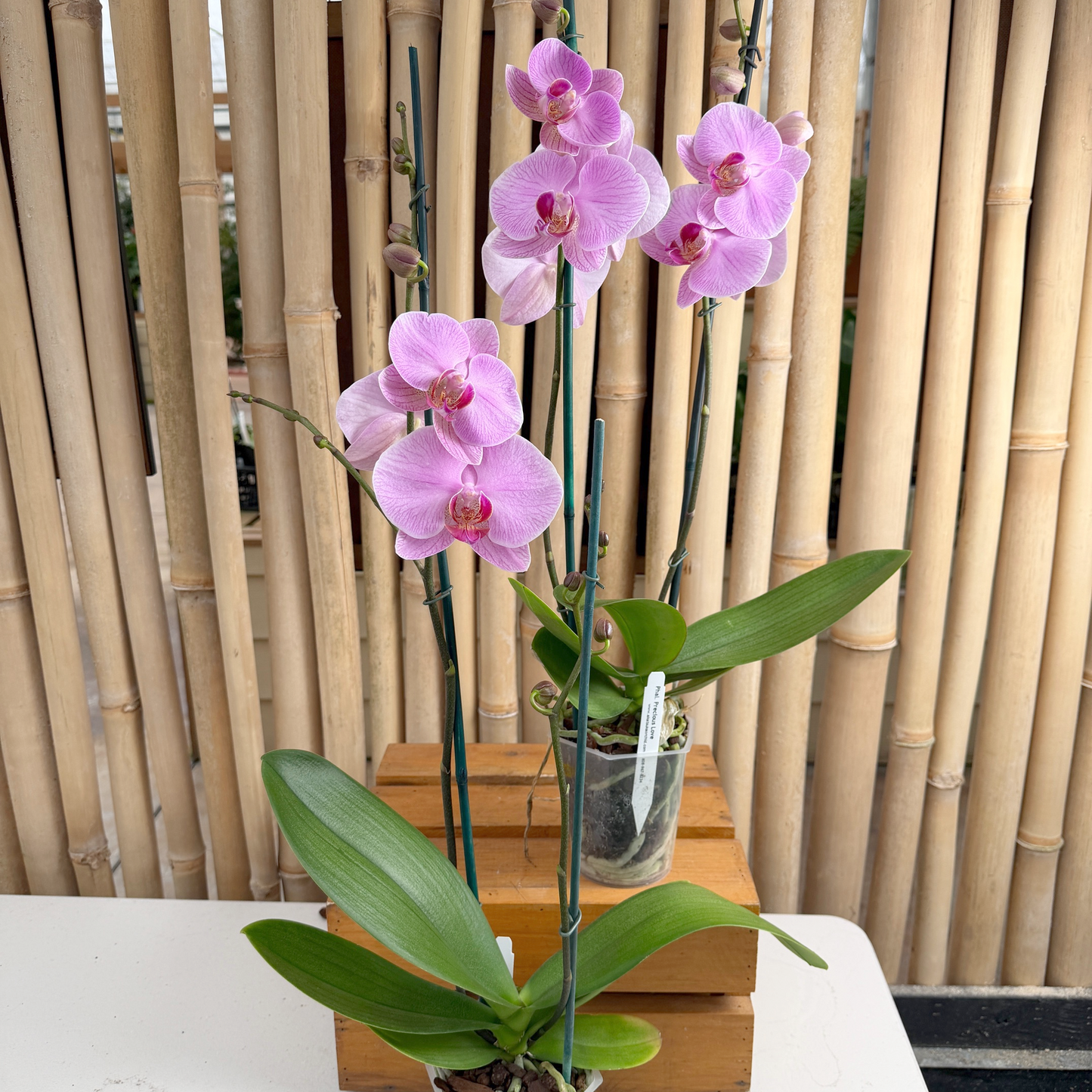Phal. Precious Love