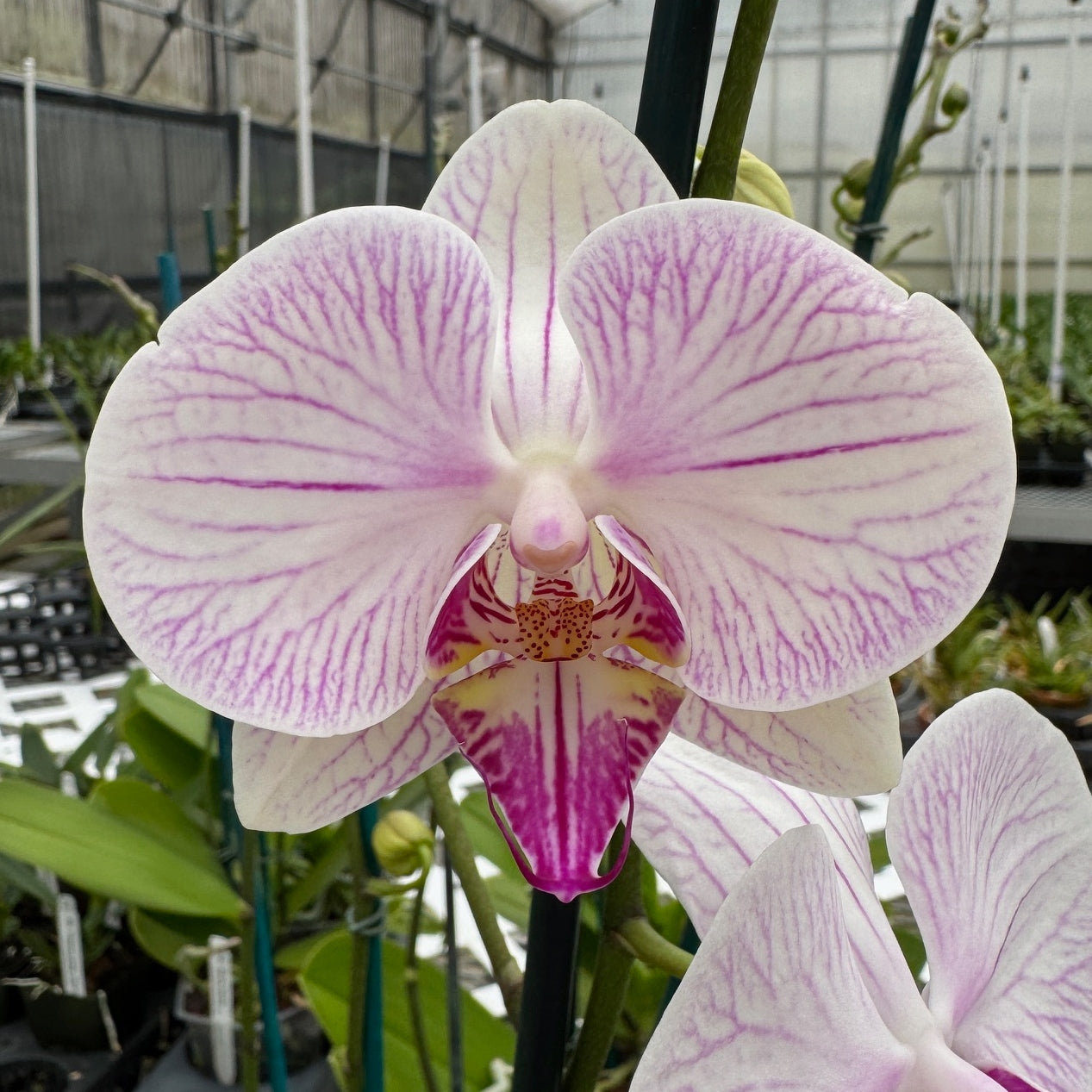 Mature Phalaenopsis Plant (4" Pot)- Not Blooming