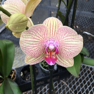 Phal. Showpiece (Single Spike)