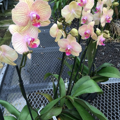 Phal. Showpiece (Double Spike)