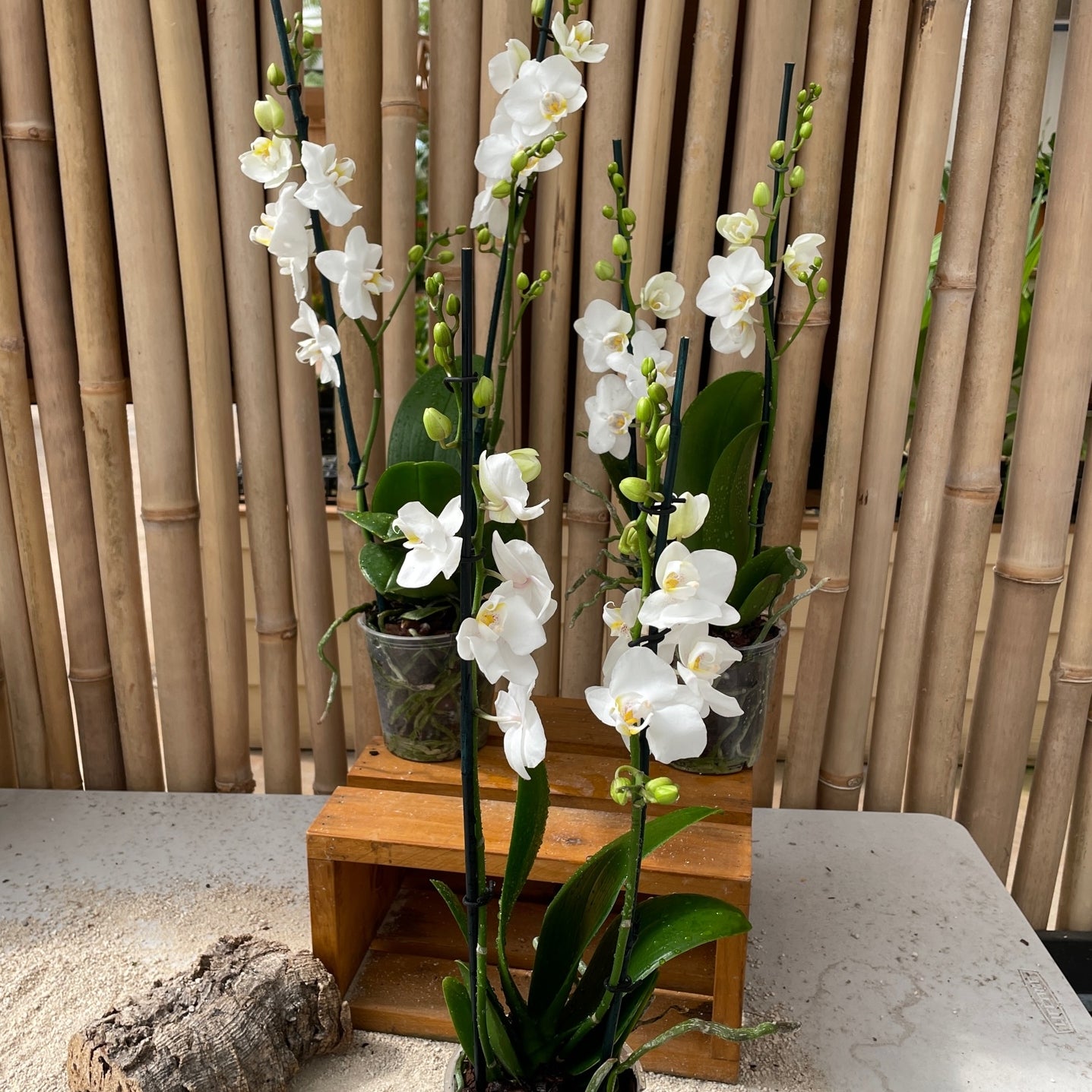 Phal. Snowflake (Miniature)