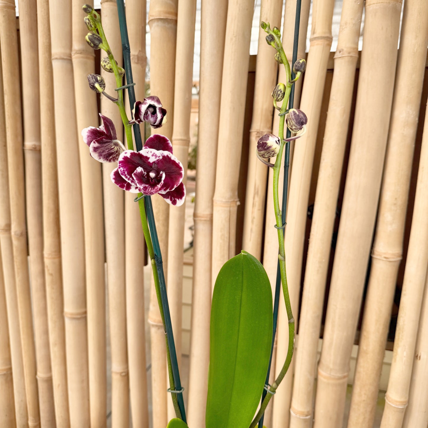 Phal. Speechless Elegance (Dark Splash)