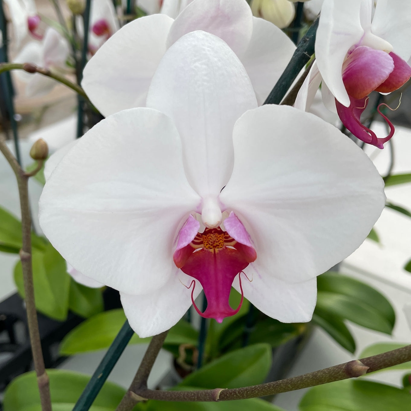 Phal. Splendid (Low Spike)