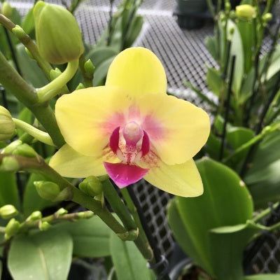 Phal. Spunky (Miniature) - Single Spike