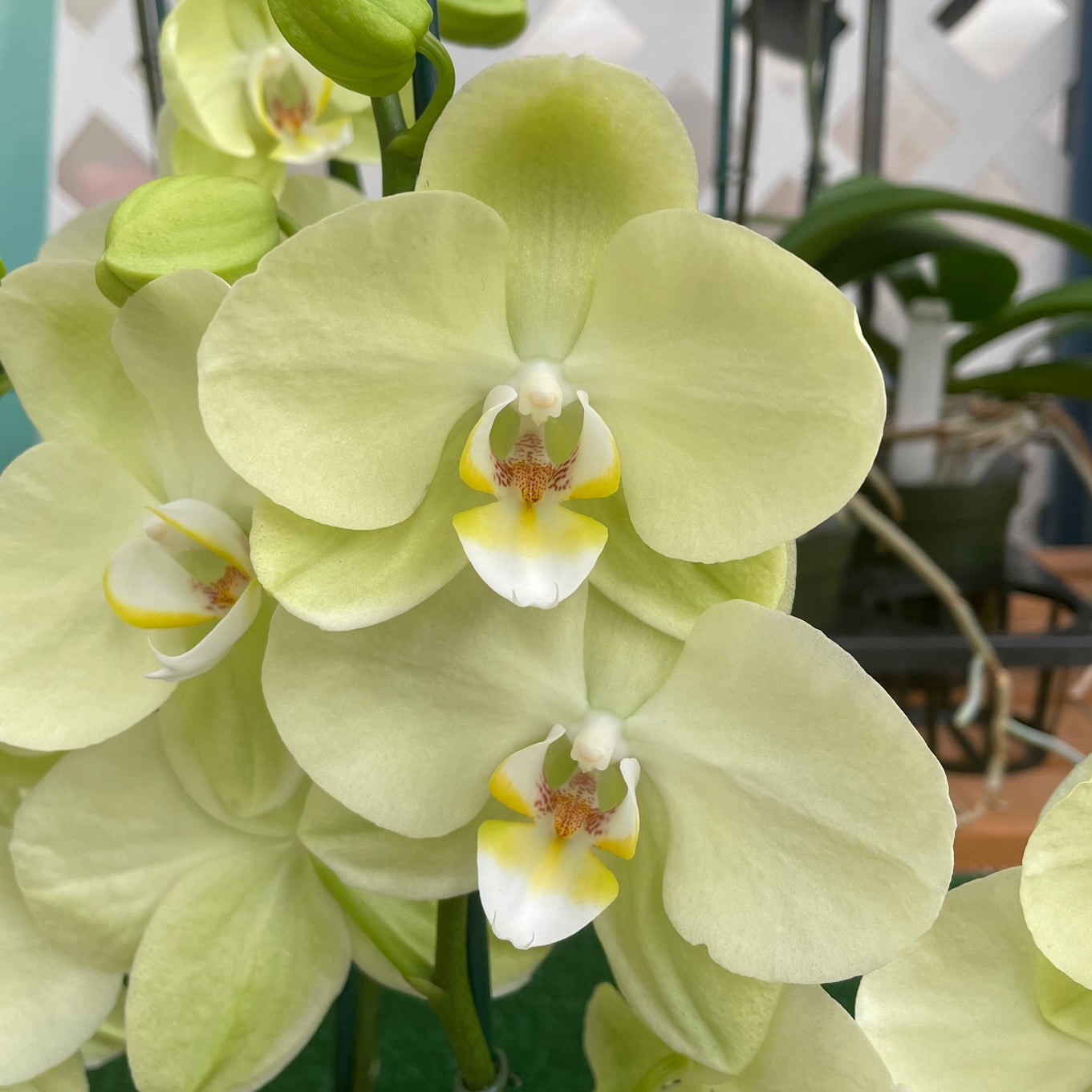 Phal. Sunshower – Akatsuka Orchid Gardens