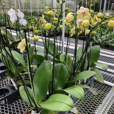 Phal. Sunshower