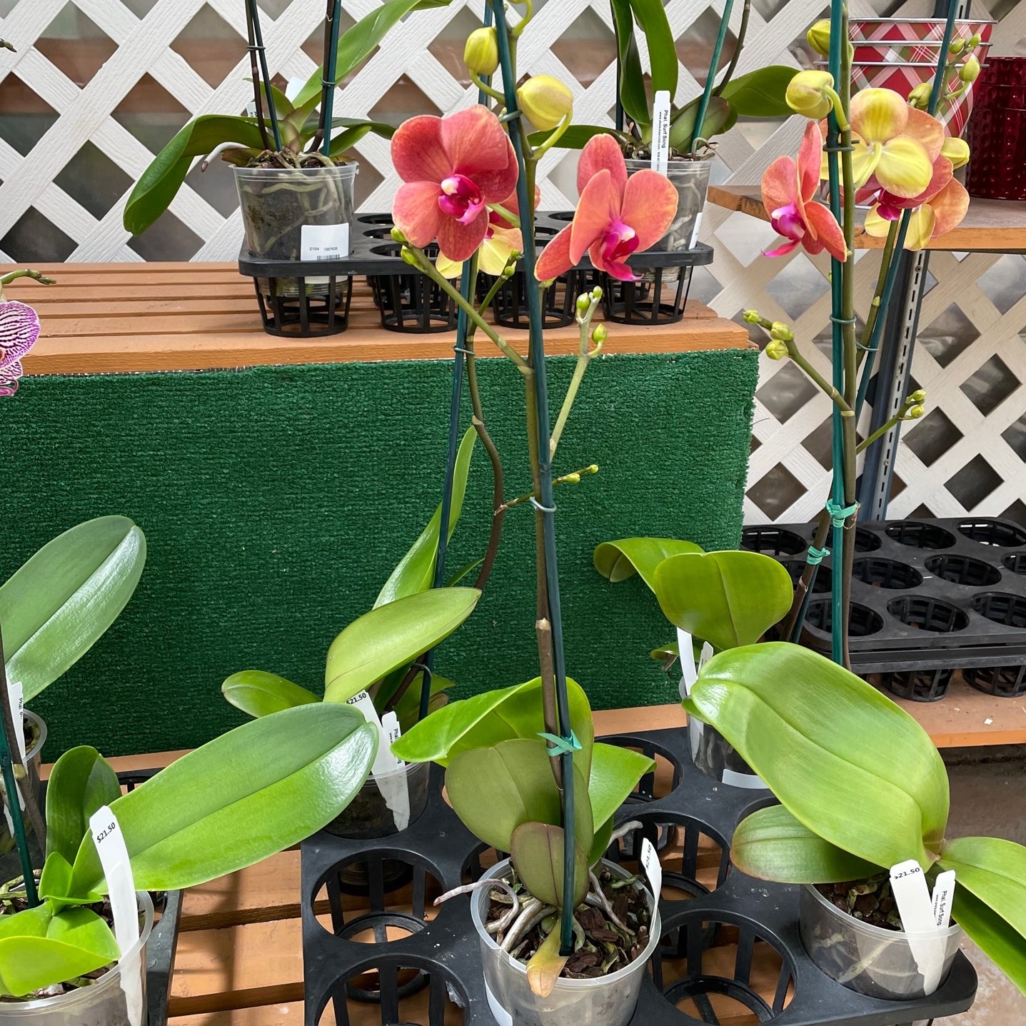 Dtps. Surf Song