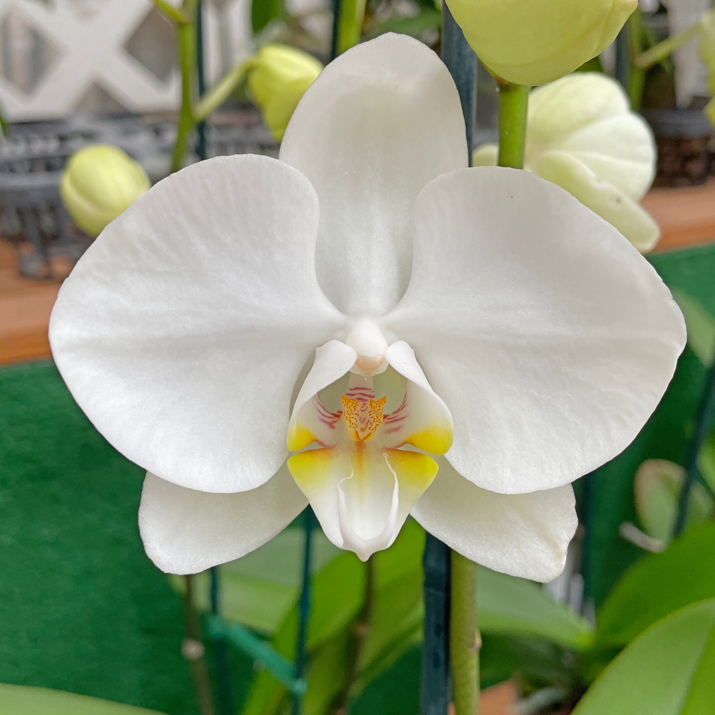 Mature Phalaenopsis Plant (4" Pot)- Not Blooming