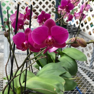 Phal. Vivaldi (Double Spike)