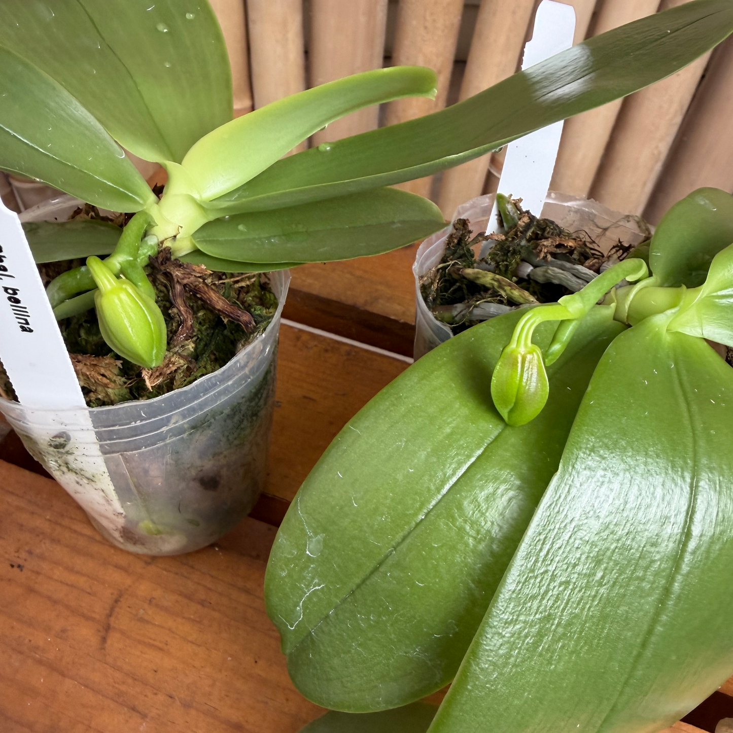 Phalaenopsis bellina x sib (4" pot) - First Bloom