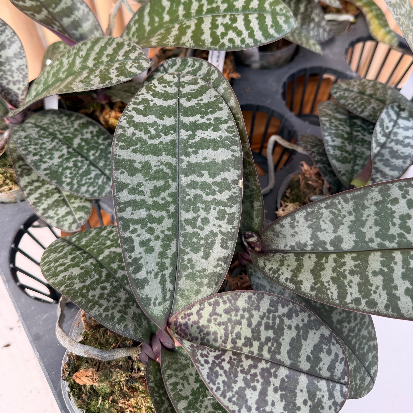 Phal. schilleriana x sib (3" pot) - Not Blooming