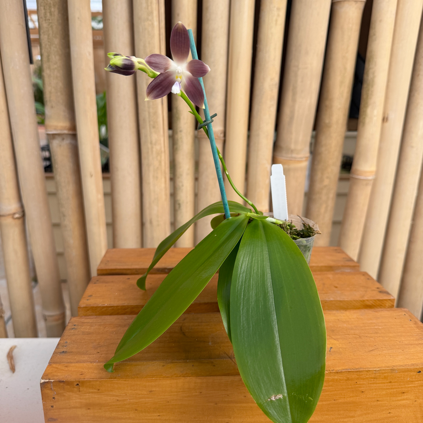 Phalaenopsis tetraspis coerulea x sib (#11 x #1) (Buds)