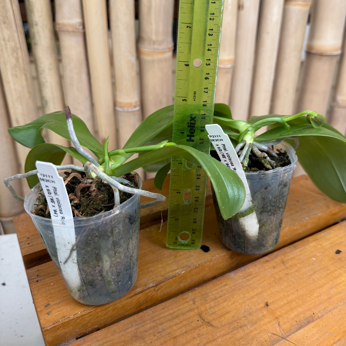 Phal. violacea 'Red' x sib (Buds) -species/mini