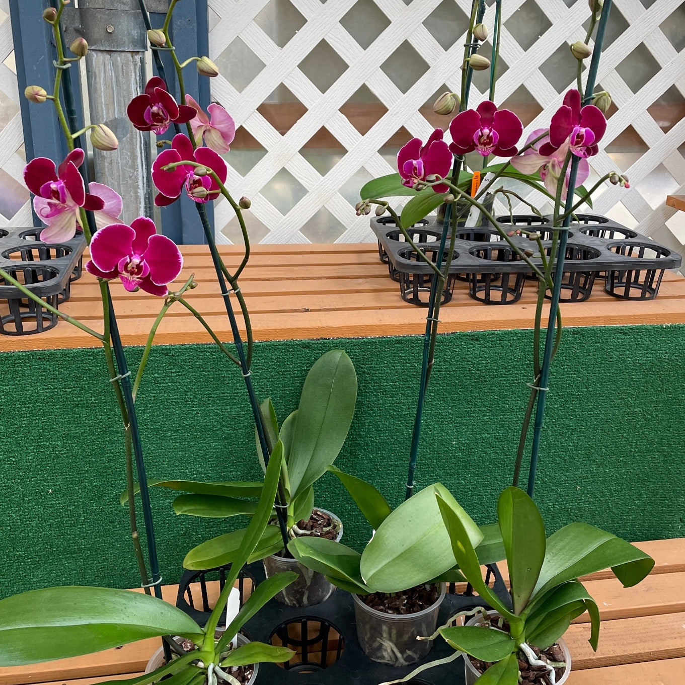 Phal. Bulls Eye (Single Spike)