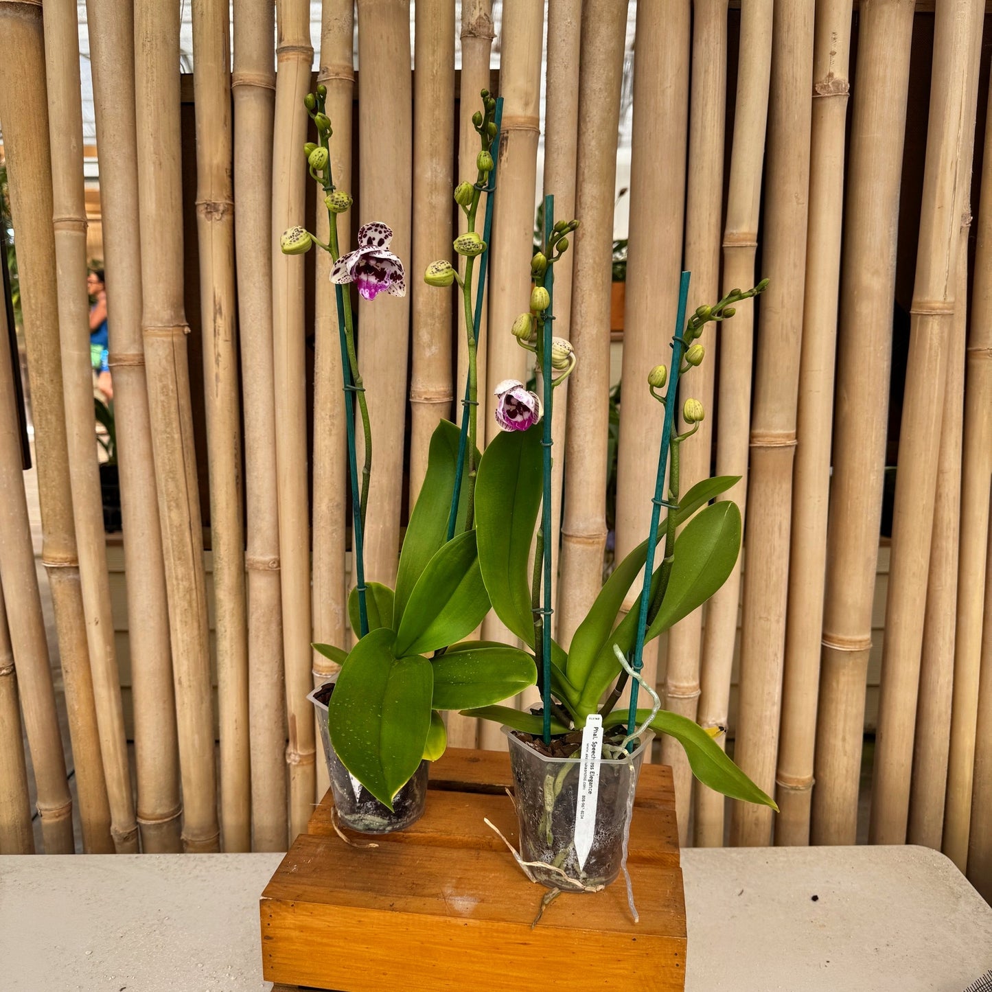 Phal. Speechless Elegance