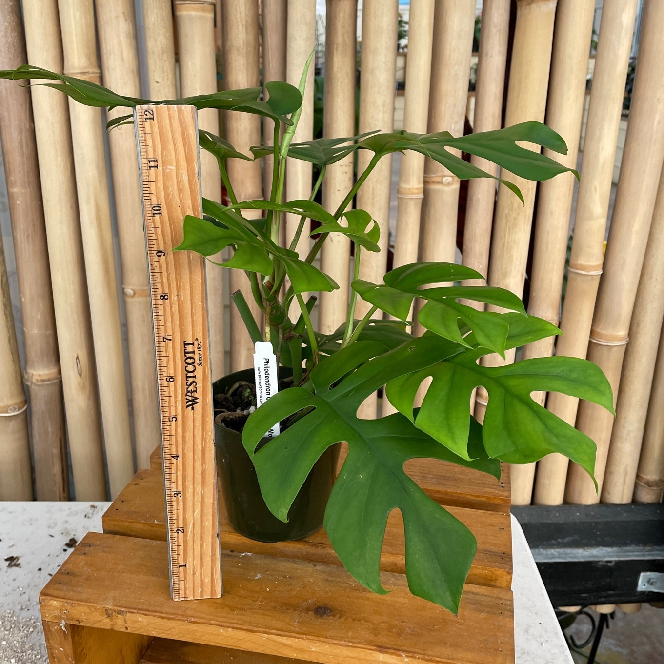 Rhaphidophora tetrasperma (Mini Monstera)