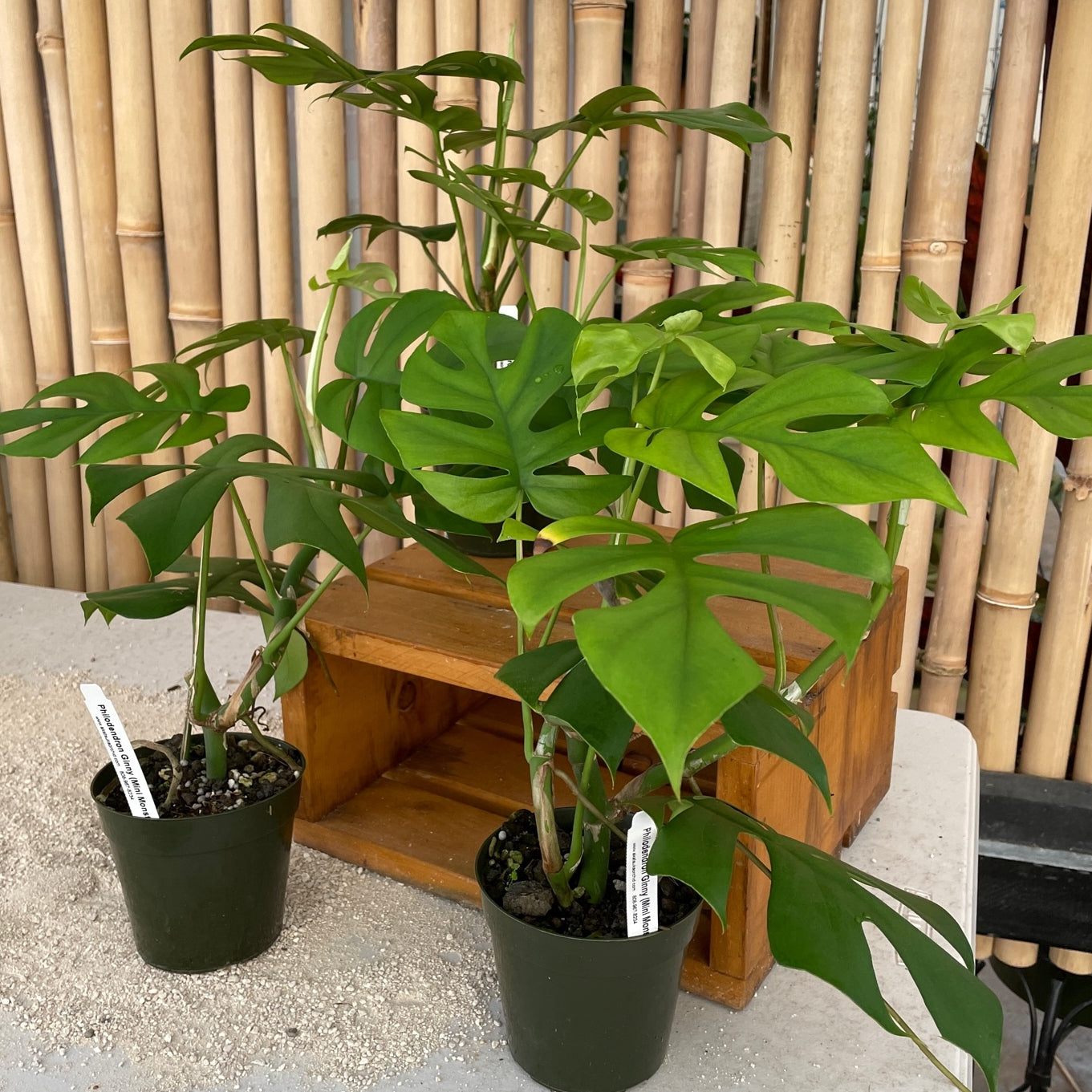 Rhaphidophora tetrasperma (Mini Monstera)