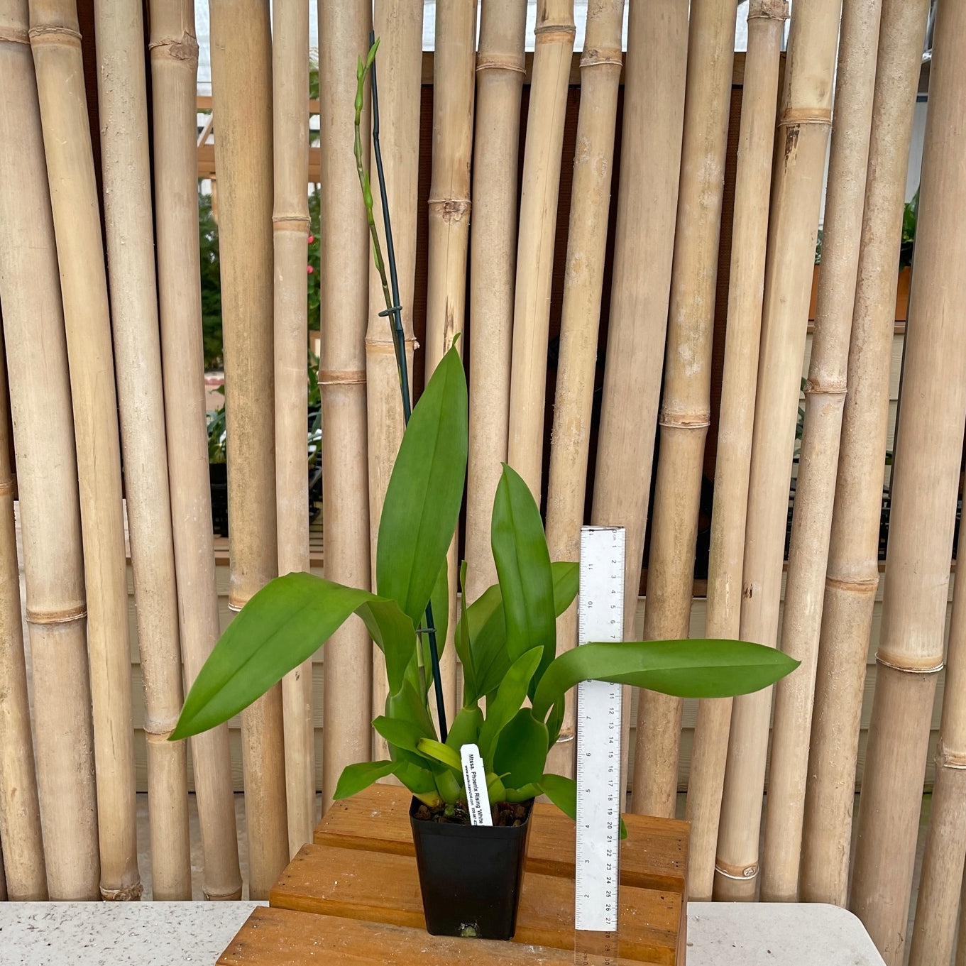 Miltassia Phoenix Rising 'White Light' - Buds